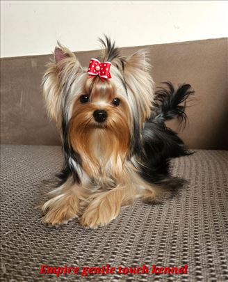 Jorkširski terijer, odrastao pas