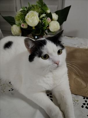 Maca Milica hitno traži dom