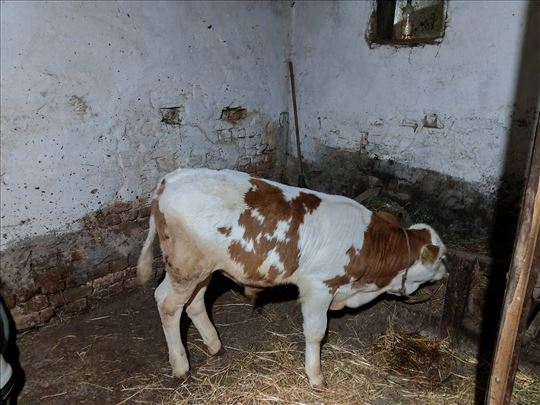 Na prodaju muško tele