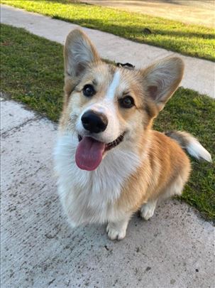 Velški korgi pembrok mužjak za parenje