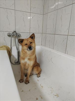 Akita mešanac , mlad pas