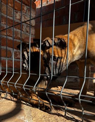 Dobrodošli u porodicu šampiona! Malinoa Štenci 