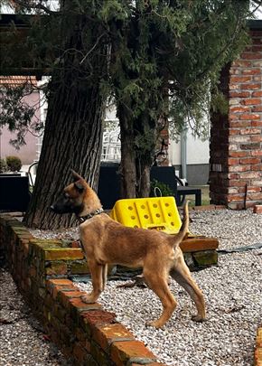 Dobrodošli u porodicu šampiona! Malinoa Štenci 