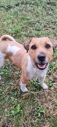 Džek Raselov terijer, mlad pas