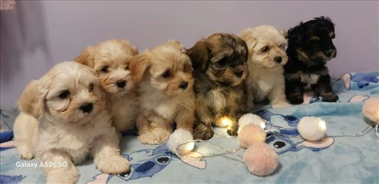 Havanski bišon, štene