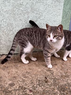 Mešanac, mlada mačka