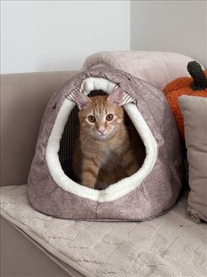 Mešanac, mlada mačka