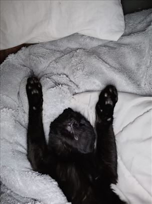 Poklanjam macku Lunu