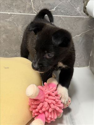 Pronađeni štenci pored kontejnera traže dom