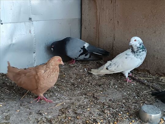 Remeri rimski golubovi