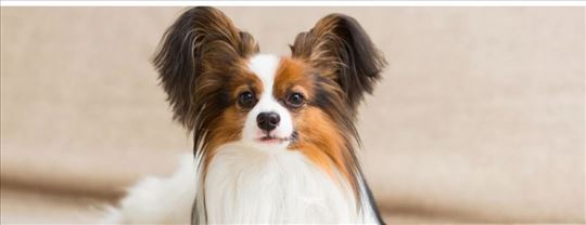 Setanje psa kragujevac