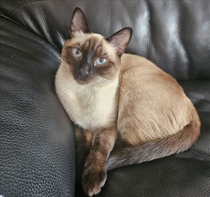 Sijamska , mlada mačka 1 god