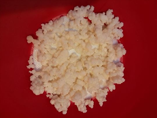 Zrnca mlečnog kefira