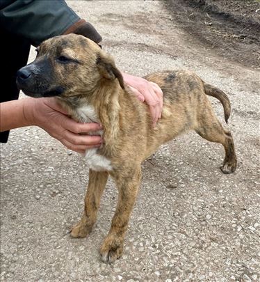 Mali Tobi traži dom