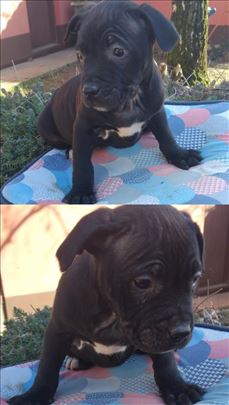 Pit bul terijer, štene