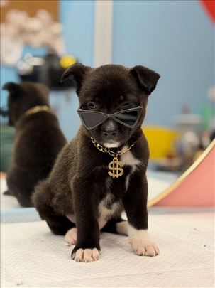 Poklanjam štence pronađene pored kontejnera