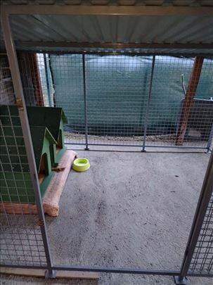 Prodajem boks za pse