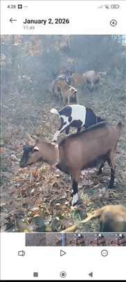 Prodajem tri odrasle ,dve godisnjakinje ,i jarca