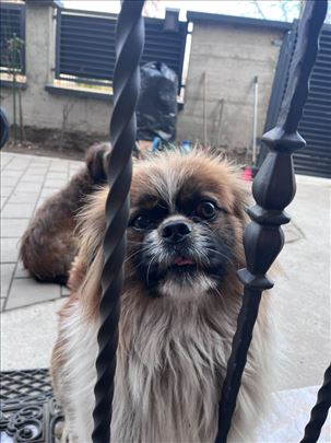 Udomljava se pekinezer