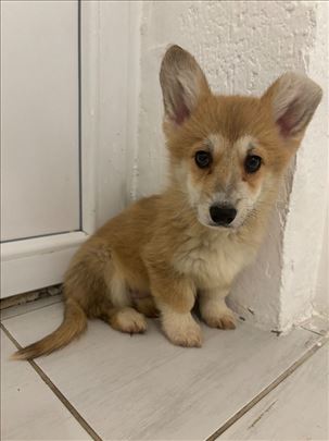 Velški korgi pembrok, štene