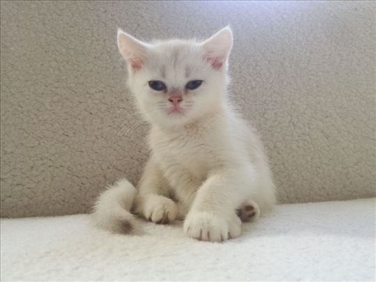 Britanska kratkodlaka, mače