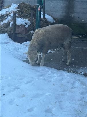 IL de frans siljegan