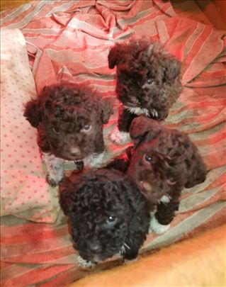 Lagoto romanjolo, štene