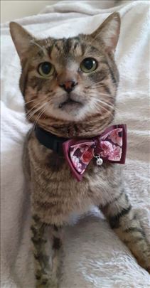 Macak predivnog karaktera trazi svoj dom