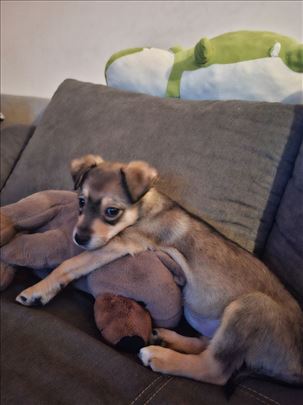 Mešanac, štene.. Ria trazi dom