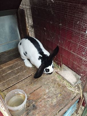 Nemački šarac i hajkom kunići