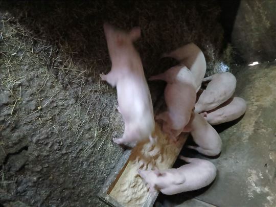 Prasici za klanje i dalje drzanje