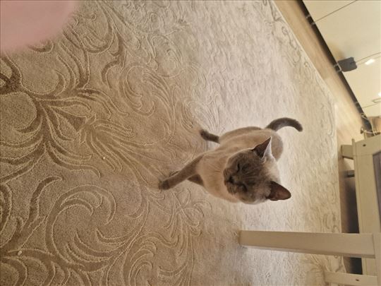 Britanska kratkodlaka, mlada mačka