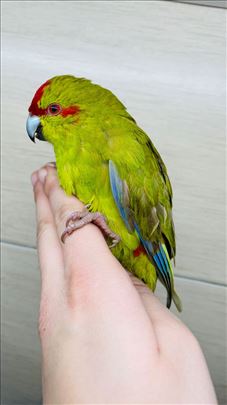 Kakariki ručno hranjen 