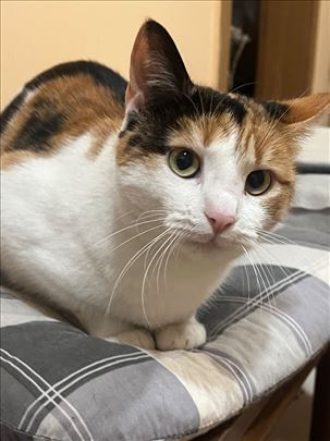 Milica lepotica , donosi sreću , Beograd 