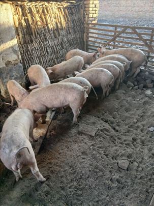 Prasici-nazimad za klanje i dalje drzanje