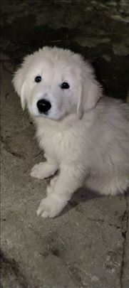 Šarplaninac, štene