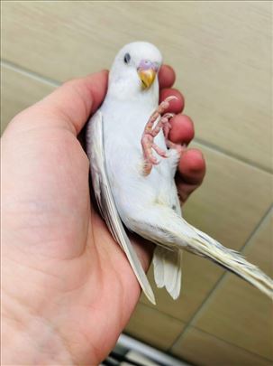 Snezana ručno hranjena 