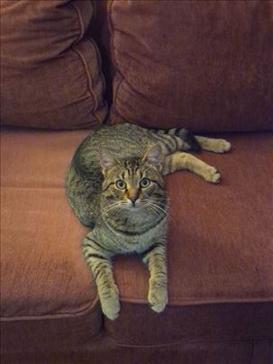 Zizu je u potrazi za domom