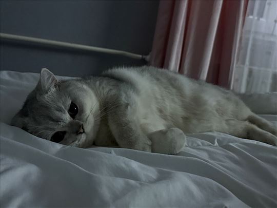 Britanska kratkodlaka, mlada mačka