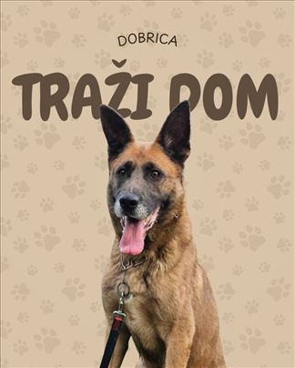 Dobrica trazi dom