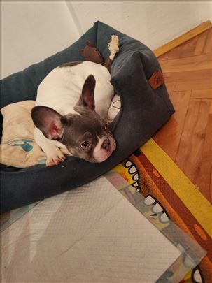 Francuski buldog, štene