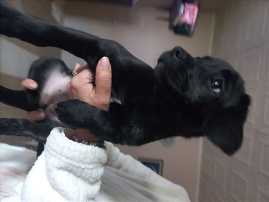 Francuski buldog, štene mesanac