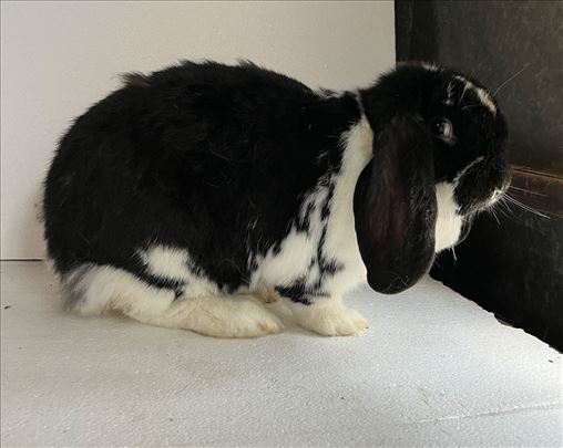 francuski ovnoliki kunić zec ženka 