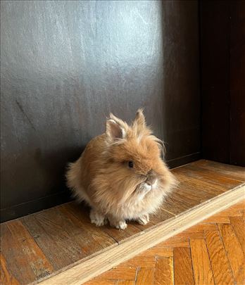 lavlja glava patuljasti kunići zečevi - više uzr