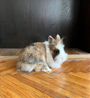 lavlja glava patuljasti kunići zečevi - više uzr