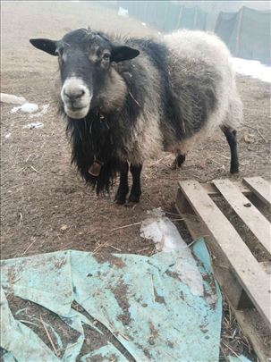 Prodajem stado ovaca i jaganjaca