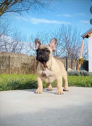 Francuski buldog stenci -2,5 top line ! 