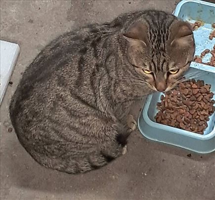 Poklanjamo prelepog tigrastog mačka, hitno