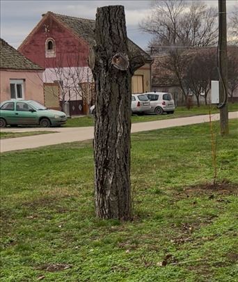 Orah drvo stablo trupci