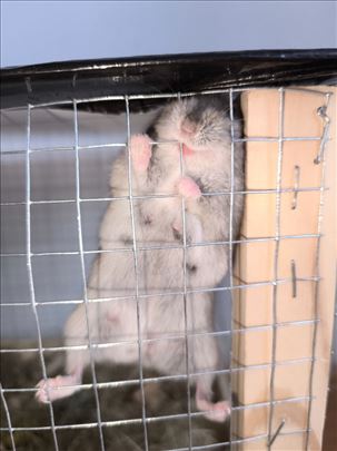 Poklanjamo ženku leminga sa mladuncima